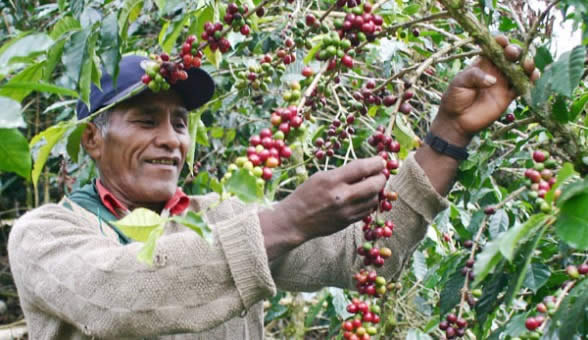Productores de café de La Paz invaden el mercado chino - Noticias