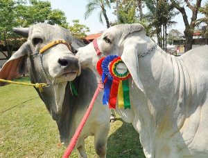 646 bovinos cebuinos participarán en la Expocruz. / cbn.dailyexpressbolivia.com