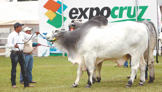 Los productores pecuarios presentarán sus mejores animales en la muestra ferial. Esperan que Expocruz 2014 permita el relanzamiento del sector./El Deber