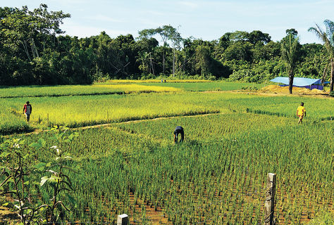 Producción. Parcelas demostrativas cultivadas con arroz en el marco del proyecto Panlap, en el municipio paceño de San Buenaventura. Foto: PANLAP/ La Razón