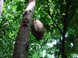 El cacao silvestre se exporta a Suiza./ Fuente flickr.com