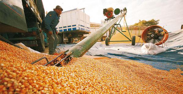 Avicultores- maíz