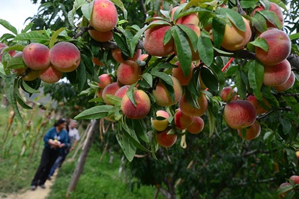 agropecuaria-frutas