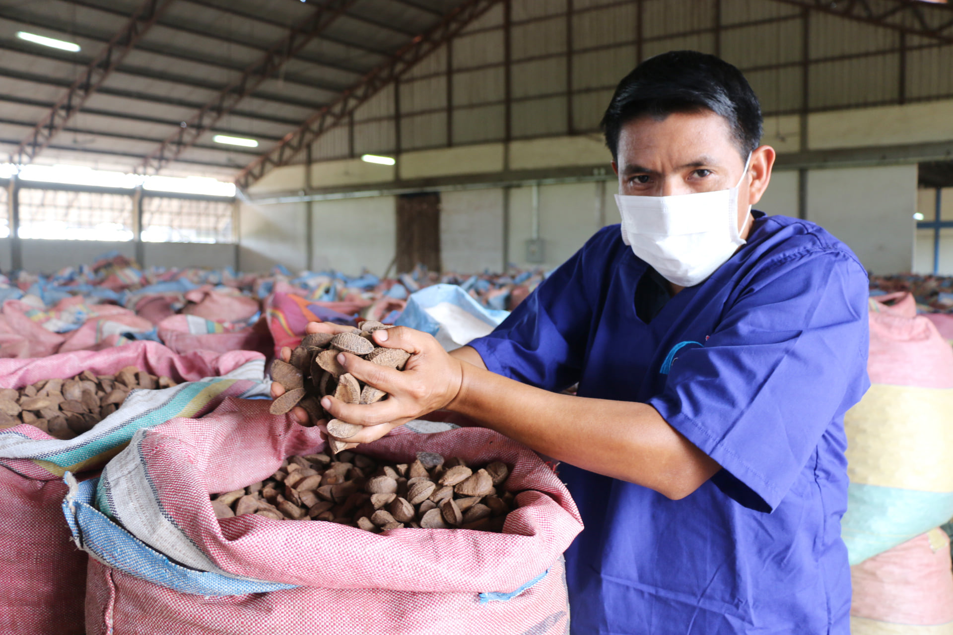 Bolivia ya es el principal exportador de castaña del mundo - Bolivia ...